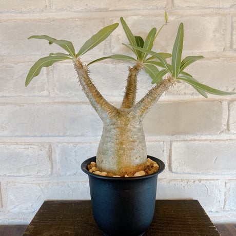 【Pachypodium gracilius】パキポディウム・グラキリス