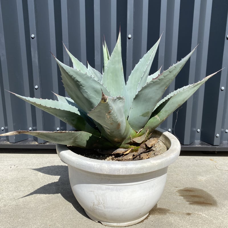 Agave ovatifolia アガベ・オバティフォリア