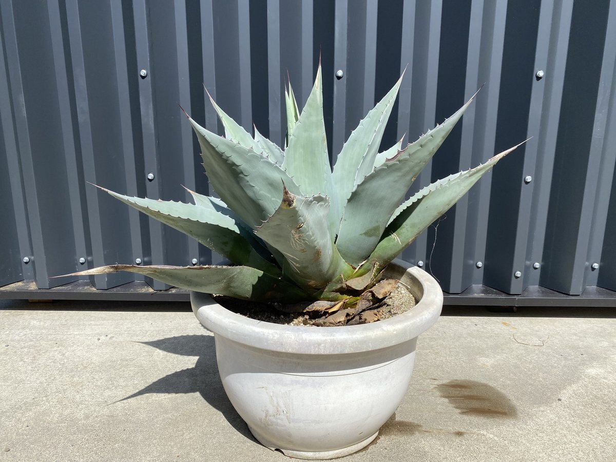 【Agave ovatifolia】アガベ・オバティフォリア | ACE GARAGE 8 -...