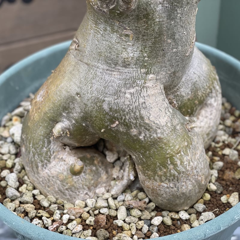 Adenium socotranum】アデニウム・ソコトラナム | ACE GARAGE 8