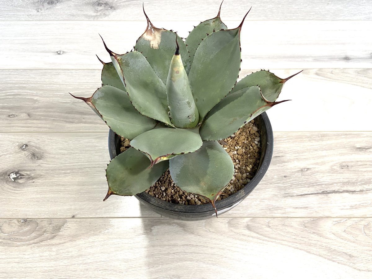 【Agave parryi var. truncata】アガベパリートランカータ | ACE