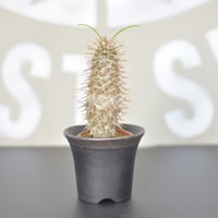 【Pachypodium lamerei】パキポディウムラメリー