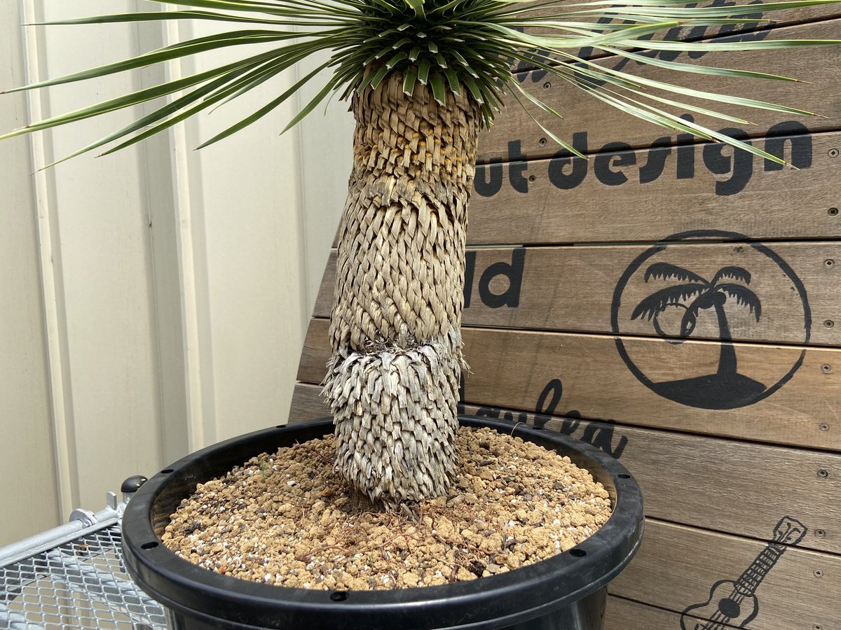 i*m様 ユッカ　ロストラータ ユッカ・ロストラータ 8号 90cm - 植物と暮らす m-plant