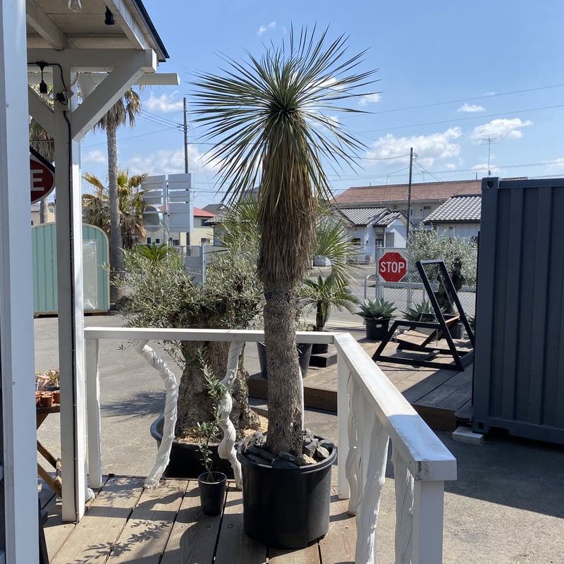 Yucca rostrata】ユッカ・ロストラータ | ACE GARAGE 8 - BAC Yucca rostrata】ユッカ・ロストラータ | ACE GARAGE 8 - BAC