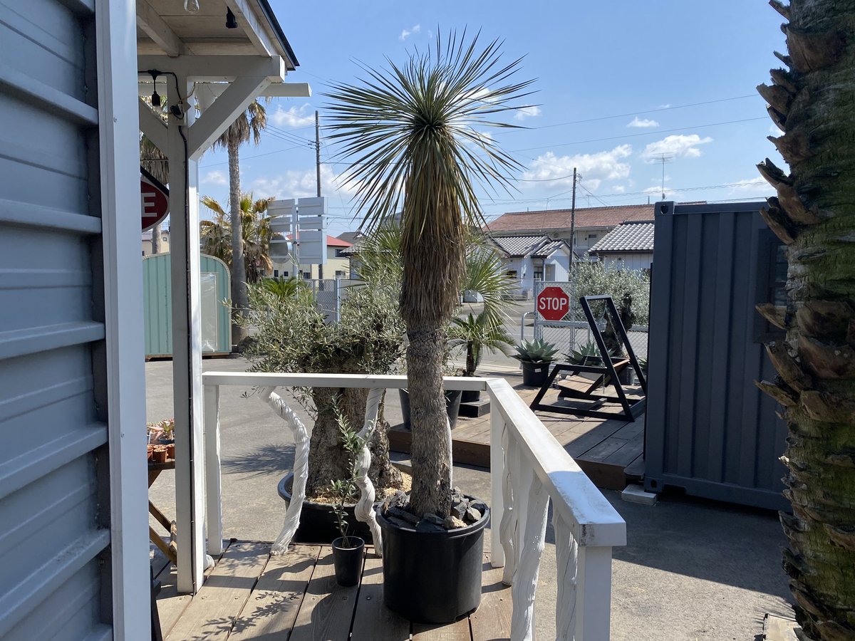 Yucca rostrata】ユッカ・ロストラータ | ACE GARAGE 8 - BAC Yucca rostrata】ユッカ・ロストラータ | ACE GARAGE 8 - BAC