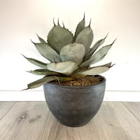 【Agave parryi var. truncata】アガベパリートランカータ