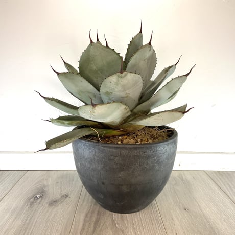 【Agave parryi var. truncata】アガベパリートランカータ