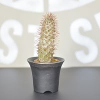 【Pachypodium lamerei】パキポディウムラメリー