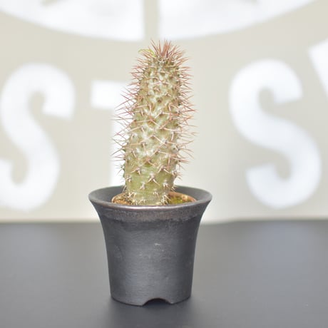 STORES 塊根植物の検索結果