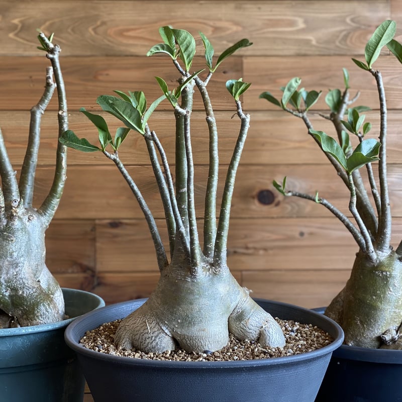 Adenium socotranum】アデニウム・ソコトラナム | ACE GARAGE 8