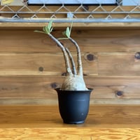 【Pachypodium gracilius】パキポディウム・グラキリス