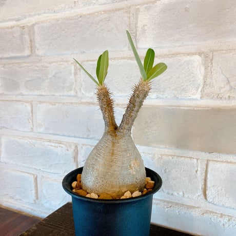【Pachypodium gracilius】パキポディウム・グラキリス