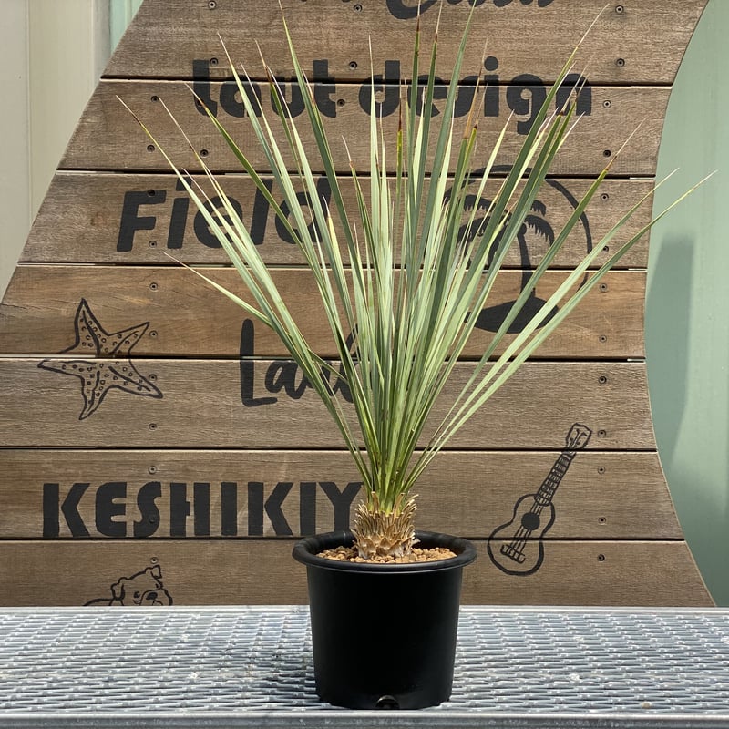 Yucca rostrata】ユッカ・ロストラータ | ACE GARAGE 8 - BAC