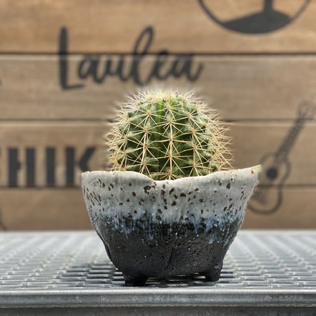 【Cactus】エキノカクタス　白刺金鯱