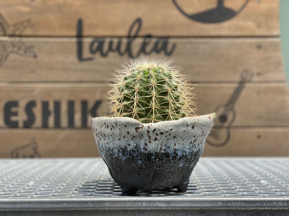エキノカクタス 白刺金鯱 優良株 地植え管理 Cactus】エキノ エキノカクタス 白刺金鯱 優良株 地植え管理 Cactus】エキノ