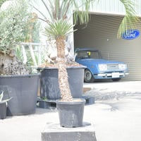 【Yucca filifera】ユッカ・フィリフェラ