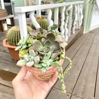 【Succulents】多肉植物寄せ植え