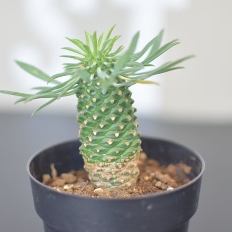 【Euphorbia bupleurifolia】ユーフォルビア・ソテツキリン