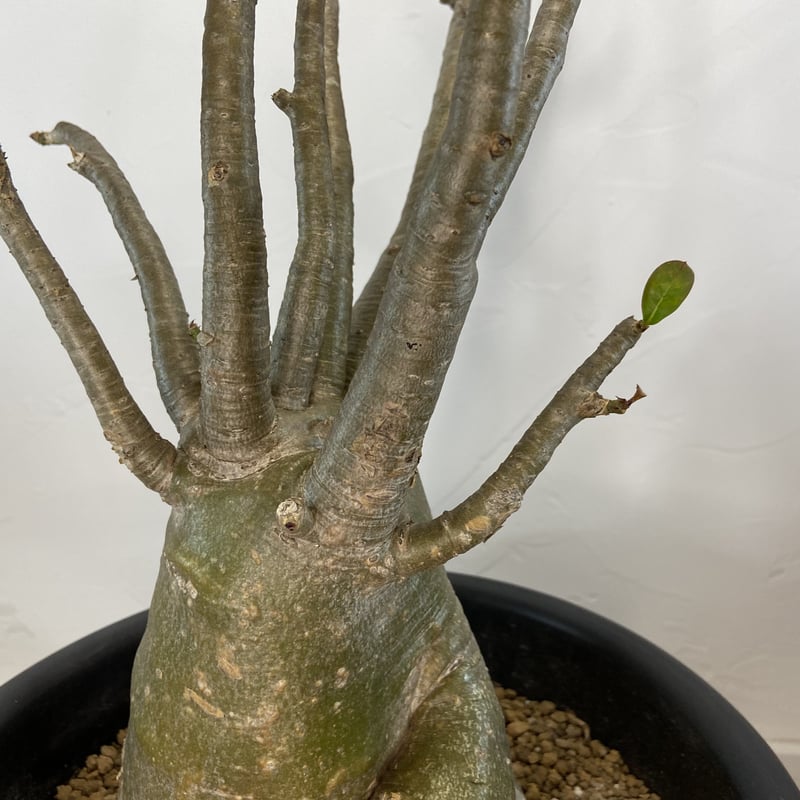 A-4】アデニウム・ソコトラナム Adenium socotranum - 植物/観葉植物