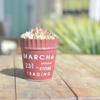 【Succulents】多肉植物寄せ植え