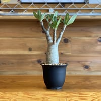 【Pachypodium gracilius】パキポディウム・グラキリス