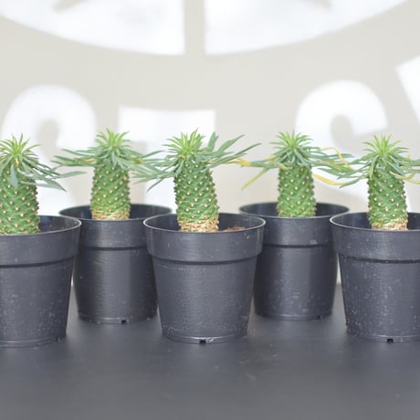 【Euphorbia bupleurifolia】ユーフォルビア・ソテツキリン