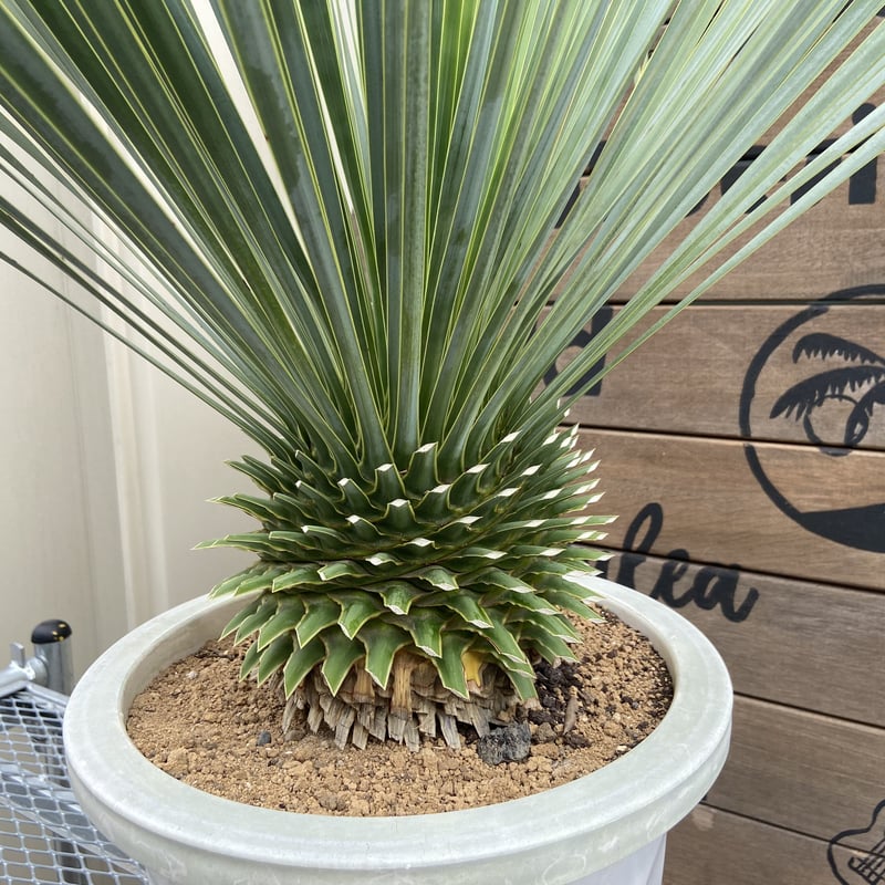 ✳️ユッカ ロストラータ Yucca rostrata✳️根から約90㎝❗️-