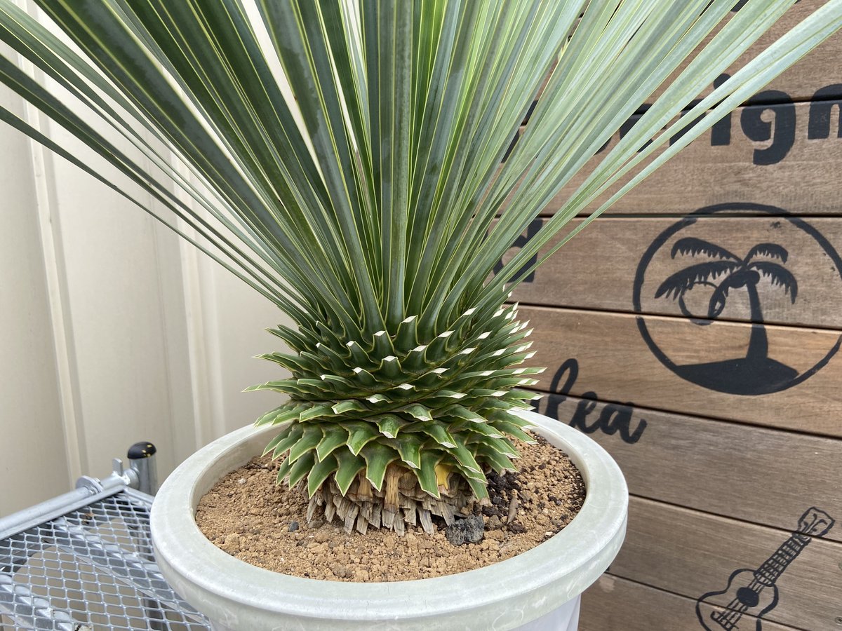 fit=scale-down,w=1200