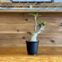 【Pachypodium gracilius】パキポディウム・グラキリス