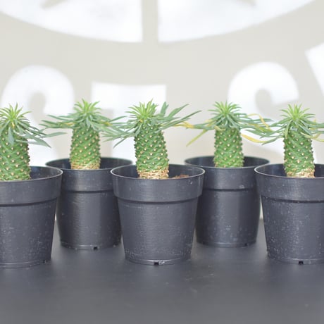 【Euphorbia bupleurifolia】ユーフォルビア・ソテツキリン