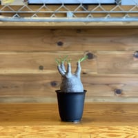 【Pachypodium gracilius】パキポディウム・グラキリス