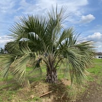 【Butia yatay】ココスヤシ