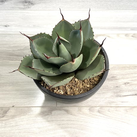 【Agave parryi var. truncata】アガベパリートランカータ