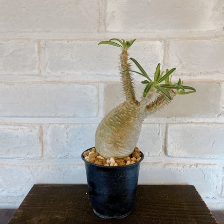 【Pachypodium gracilius】パキポディウム・グラキリス