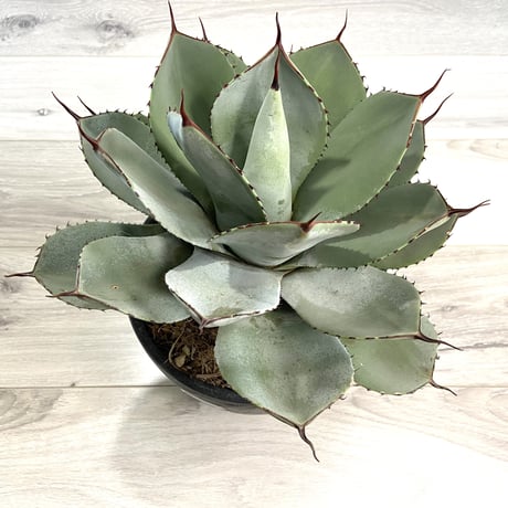 【Agave parryi var. truncata】アガベパリートランカータ