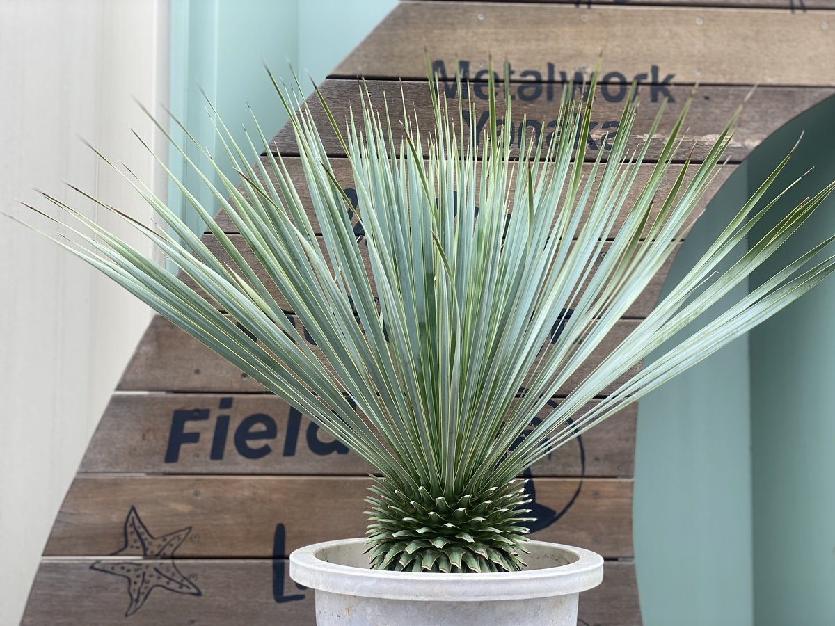 65 ユッカ ロストラータ 発根済 yucca rostrata | nate-hospital.com