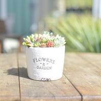 【Succulents】多肉植物寄せ植え