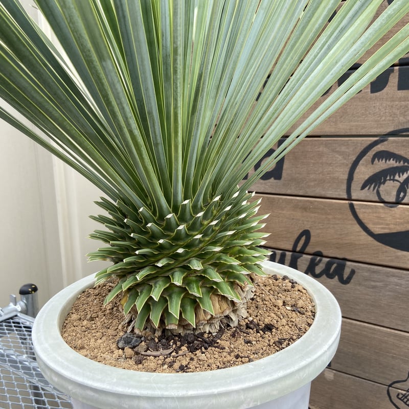 ◇ユッカロストラータ Yucca rostrata 《H=約1.1m・13号ポット》◇ ドライ ◇ユッカロストラータ Yucca rostrata 《H=約1.1m・13号ポット》◇ ドライ