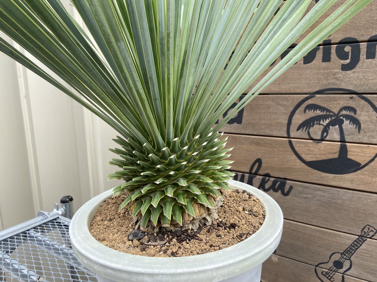 fit=scale-down,w=1200