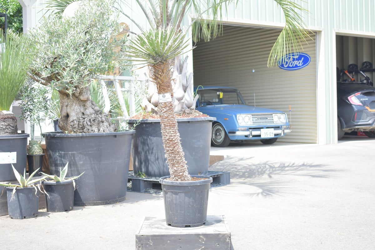 専用ページユッカ　フィリフェラ　ダブルヘッド　抜き苗 Yahoo!オークション - ユッカ フィリフェラ 希少ブランチ 2ヘッド