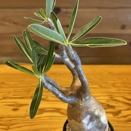 【Pachypodium gracilius】パキポディウム・グラキリス