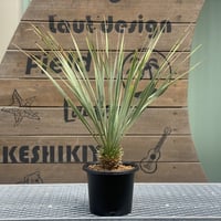 【Yucca rostrata】ユッカ・ロストラータ