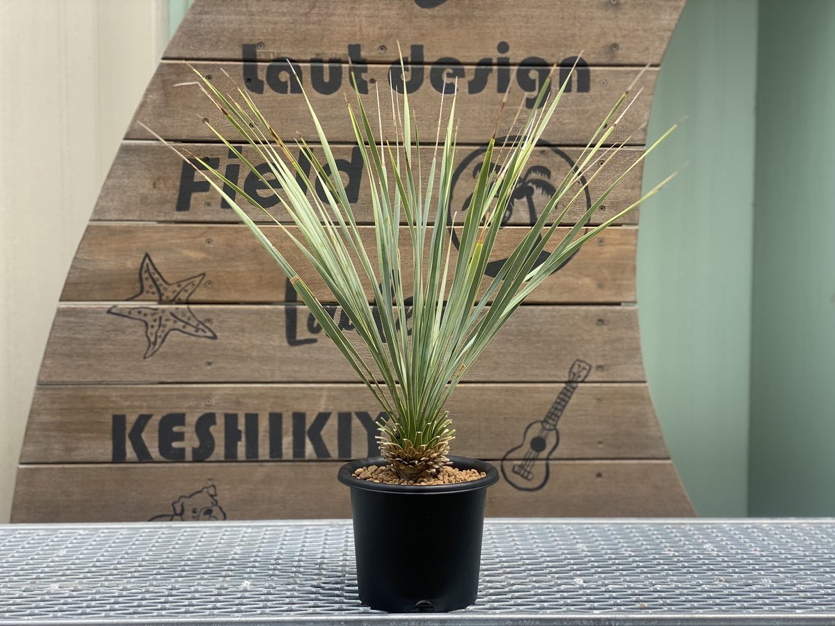 Yucca rostrata】ユッカ・ロストラータ | ACE GARAGE 8 - BAC Yucca rostrata】ユッカ・ロストラータ | ACE GARAGE 8 - BAC