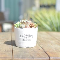 【Succulents】多肉植物寄せ植え