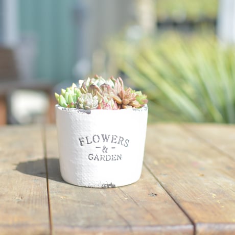 【Succulents】多肉植物寄せ植え