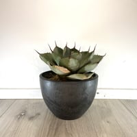 Agave parryi var. truncata】アガベパリートランカータ | ACE Agave parryi var. truncata】アガベパリートランカータ | ACE