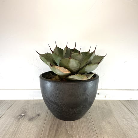 【Agave parryi var. truncata】アガベパリートランカータ
