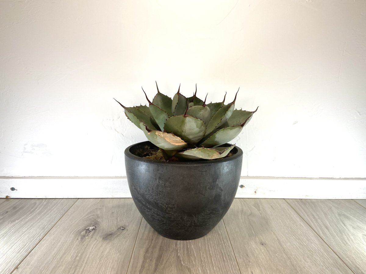Agave parryi var. truncata】アガベパリートランカータ | ACE