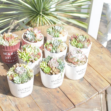 【Succulents】多肉植物寄せ植え