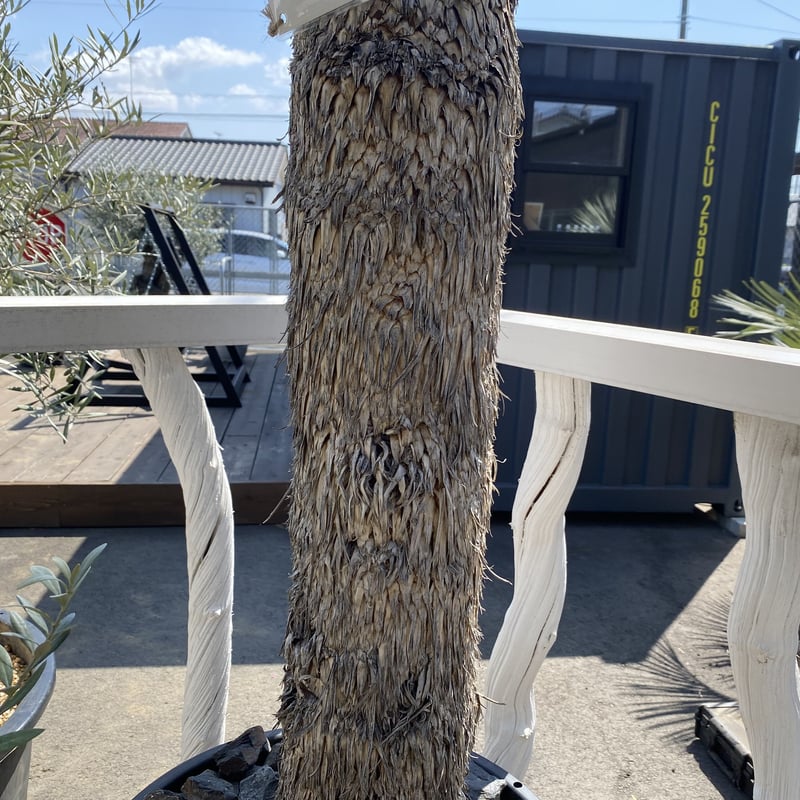 Yucca rostrata】ユッカ・ロストラータ | ACE GARAGE 8 - BAC Yucca rostrata】ユッカ・ロストラータ | ACE GARAGE 8 - BAC